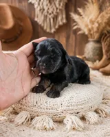 Lacey, a female Bernedoodle for sale in Carlotta, CA – 1 of 1