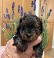 Rugger, a male Yorkipoo for sale in Carlotta, CA – 4 of 4