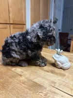 Texas, a male Poodle - Miniature  for sale in Carlotta, CA – 3 of 4