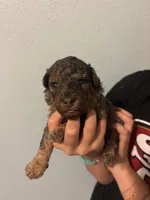 Hanna, a female Poodle - Miniature  for sale in Carlotta, CA – 5 of 6