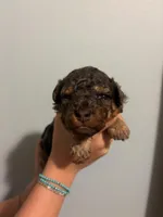 Hanna, a female Poodle - Miniature  for sale in Carlotta, CA – 4 of 6