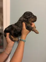 Hanna, a female Poodle - Miniature  for sale in Carlotta, CA – 2 of 6