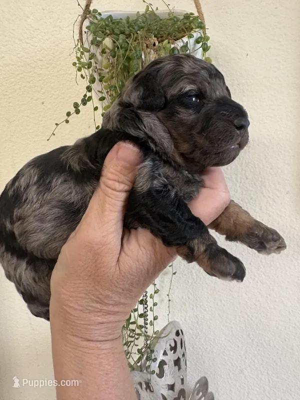 Hanna – Poodle - Miniature  puppy on hold in Carlotta, CA