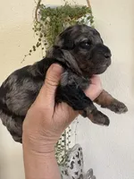 Hanna, a female Poodle - Miniature  for sale in Carlotta, CA – 1 of 6