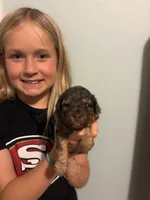 Hanna, a female Poodle - Miniature  for sale in Carlotta, CA – 3 of 6