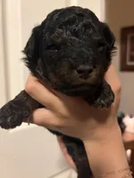 Duke, a male Poodle - Miniature  for sale in Carlotta, CA – 3 of 4