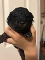 Duke, a male Poodle - Miniature  for sale in Carlotta, CA – 1 of 4