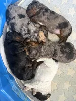 Duke, a male Poodle - Miniature  for sale in Carlotta, CA – 4 of 4