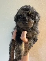 Texas, a male Poodle - Miniature  for sale in Carlotta, CA – 1 of 4