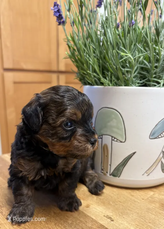 Rugger – Yorkipoo puppy for sale in Carlotta, CA