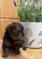 Rugger, a male Yorkipoo for sale in Carlotta, CA – 1 of 4