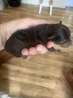 Texas, a male Yorkipoo for sale in Carlotta, CA – 3 of 3