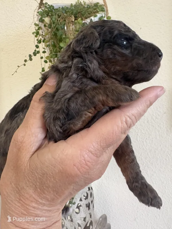 Haley – Poodle - Miniature  puppy for sale in Carlotta, CA