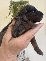 Haley, a female Poodle - Miniature  for sale in Carlotta, CA – 1 of 5