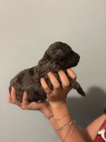 Haley, a female Poodle - Miniature  for sale in Carlotta, CA – 2 of 5