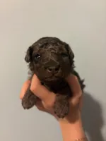 Haley, a female Poodle - Miniature  for sale in Carlotta, CA – 4 of 5