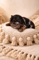 Whiskey , a male Bernedoodle for sale in Carlotta, CA – 1 of 1