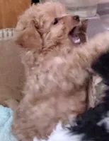 Chewy, a male Poodle - Toy  for sale in Seymour, MO – Photo 1 of 2