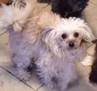 Chewy, a male Poodle - Toy  for sale in Seymour, MO – Photo 2 of 2