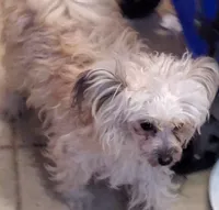 Toby, a male Poodle - Toy  for sale in Seymour, MO – Photo 2 of 2