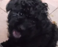 Toby, a male Poodle - Toy  for sale in Seymour, MO – Photo 1 of 2