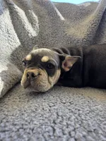 Yellow collar, a female French Bulldog for sale in Roland, OK – Photo 5 of 8