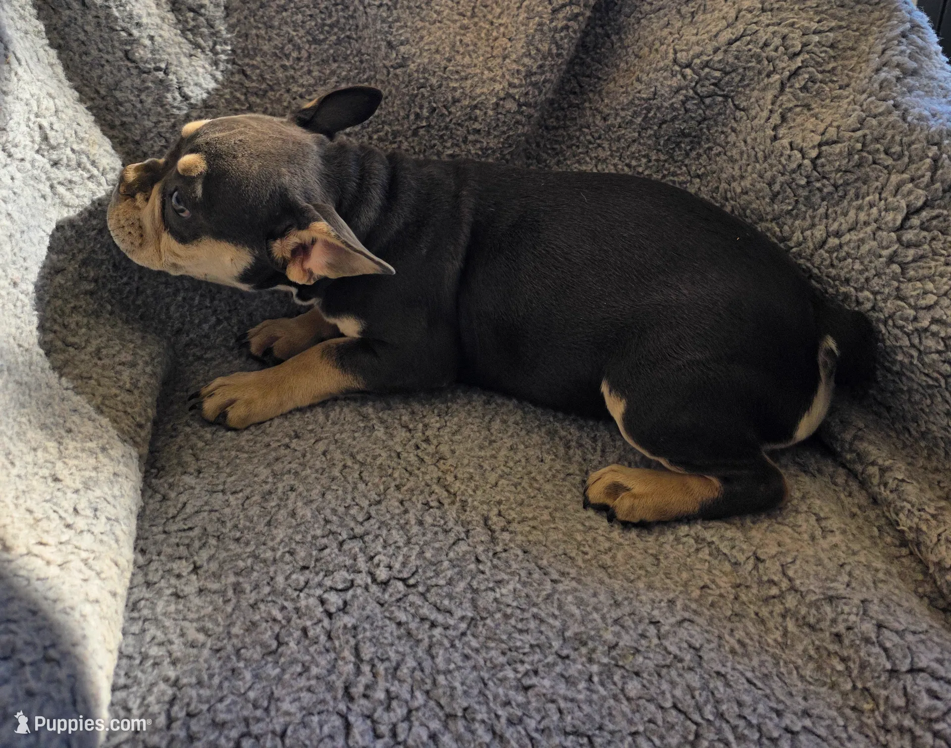 Yellow collar, a female French Bulldog for sale in Roland, OK – Photo 6 of 8