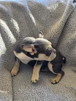 Yellow collar, a female French Bulldog for sale in Roland, OK – Photo 4 of 8