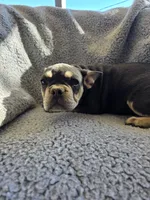 Yellow collar, a female French Bulldog for sale in Roland, OK – Photo 3 of 8