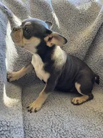 Yellow collar, a female French Bulldog for sale in Roland, OK – Photo 1 of 8