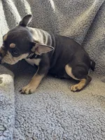 Yellow collar, a female French Bulldog for sale in Roland, OK – Photo 8 of 8