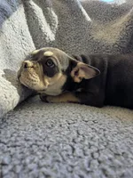 Yellow collar, a female French Bulldog for sale in Roland, OK – Photo 2 of 8