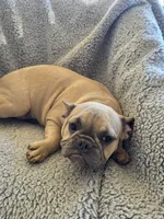 Purple collar, a female French Bulldog for sale in Roland, OK – Photo 7 of 8