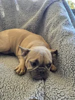 Purple collar, a female French Bulldog for sale in Roland, OK – Photo 3 of 8