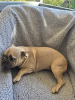 Purple collar, a female French Bulldog for sale in Roland, OK – Photo 6 of 8