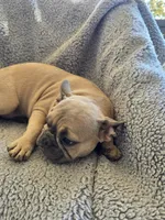 Purple collar, a female French Bulldog for sale in Roland, OK – Photo 5 of 8