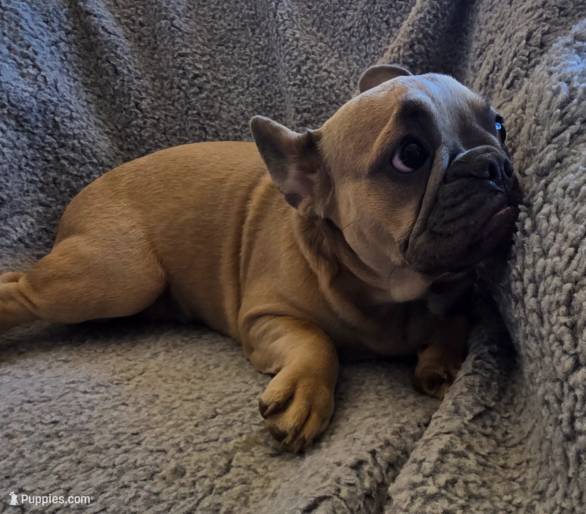 Purple collar, a female French Bulldog for sale in Roland, OK – Photo 8 of 8