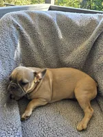 Purple collar, a female French Bulldog for sale in Roland, OK – Photo 2 of 8