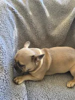 Purple collar, a female French Bulldog for sale in Roland, OK – Photo 1 of 8