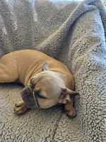 Purple collar, a female French Bulldog for sale in Roland, OK – Photo 4 of 8