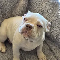 Red collar, a male French Bulldog for sale in Roland, OK – Photo 5 of 8