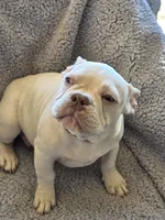 processed/7932de96-b7e8-4c6f-9f8f-c5f98ee97f3c/listing/d12454b9-2d35-43b4-910c-181a850848f3/1a5675ba-48c4-4e31-8184-83931a4a84a1