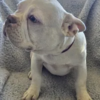 Red collar, a male French Bulldog for sale in Roland, OK – Photo 1 of 8