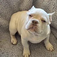 Red collar, a male French Bulldog for sale in Roland, OK – Photo 3 of 8