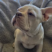 Red collar, a male French Bulldog for sale in Roland, OK – Photo 4 of 8