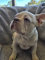 processed/7932de96-b7e8-4c6f-9f8f-c5f98ee97f3c/listing/d12454b9-2d35-43b4-910c-181a850848f3/726b010e-8231-4eee-94b4-31412ba61e12