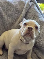 processed/7932de96-b7e8-4c6f-9f8f-c5f98ee97f3c/listing/d12454b9-2d35-43b4-910c-181a850848f3/82209c34-6b27-4497-ac14-6823e9f3a4f8