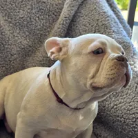 Red collar, a male French Bulldog for sale in Roland, OK – Photo 7 of 8