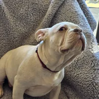 Red collar, a male French Bulldog for sale in Roland, OK – Photo 8 of 8