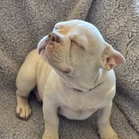 Red collar, a male French Bulldog for sale in Roland, OK – Photo 2 of 8